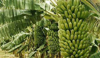 Enterprising farmer cuts a niche in banana flour