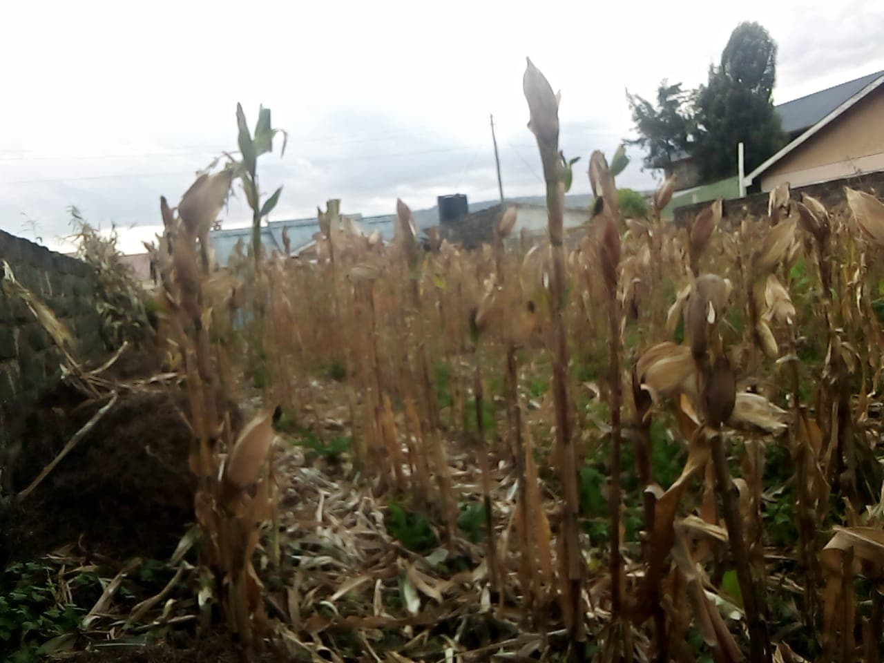 Laikipia farmer gets early maize by chopping leaves at dough stage