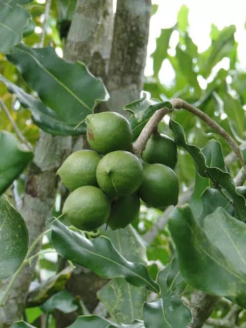 AFA cracks down on illegal macadamia dealers in 14 counties to protect farmers