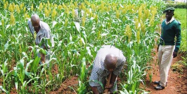 Fodder sorghum doubles milk production