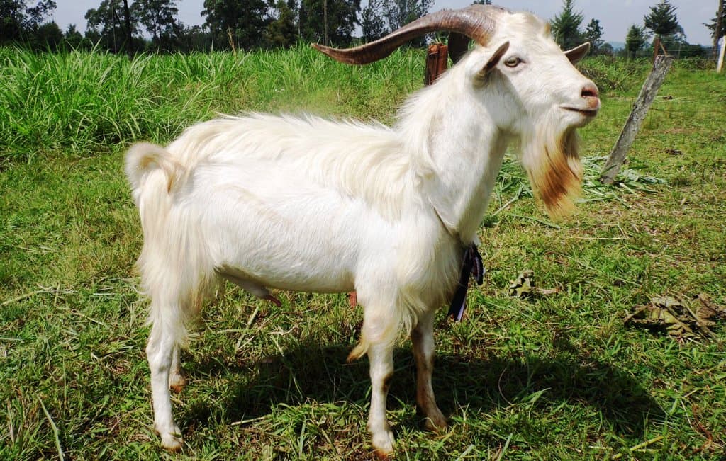 Farmer selling nyama choma goats in Nairobi and Nakuru