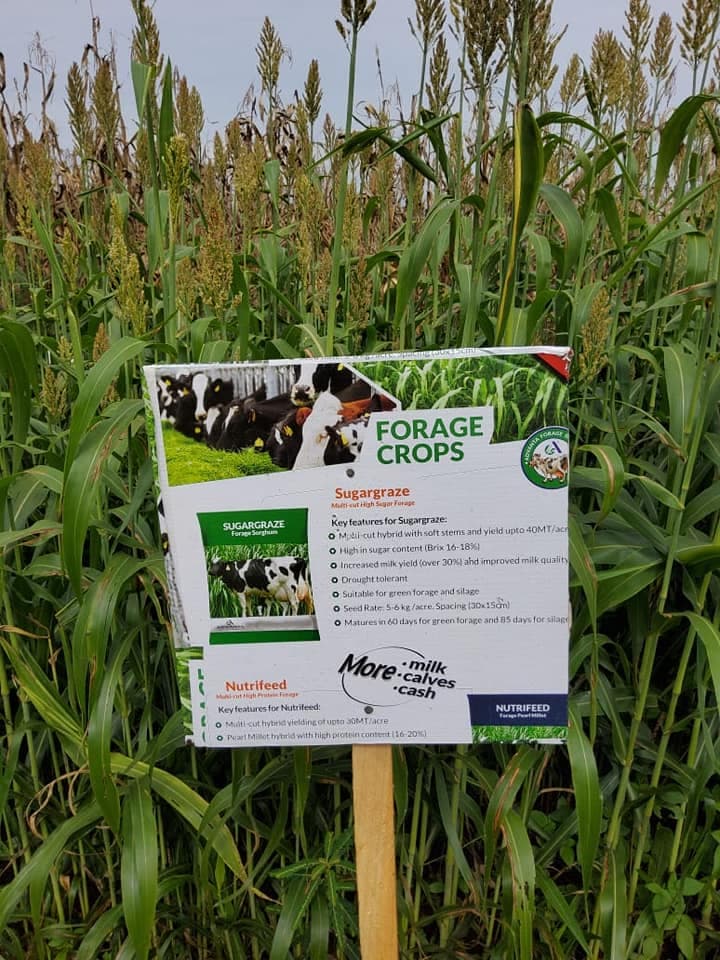 Drough tolerant sugargraze sorghum increases milk output 30%