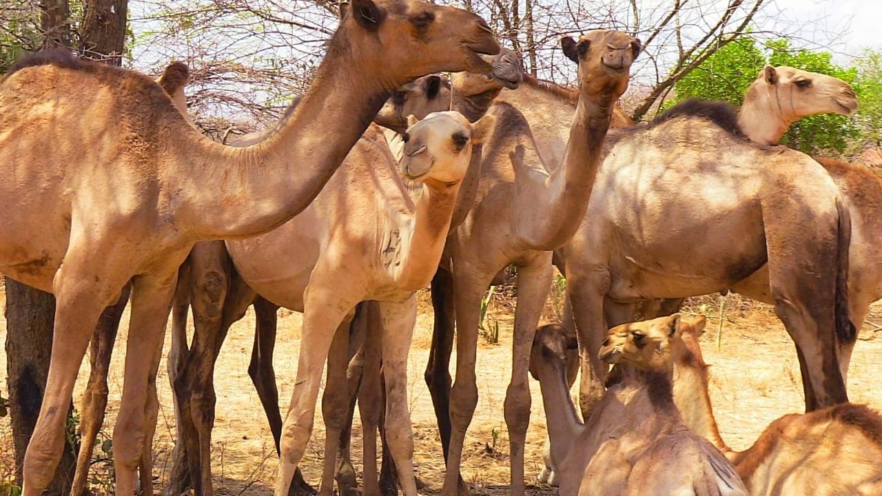 Camels distributed as West Pokot battles worsening drought