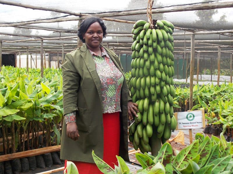 Tissue culture banana earns farmer double income compared to traditional varieties