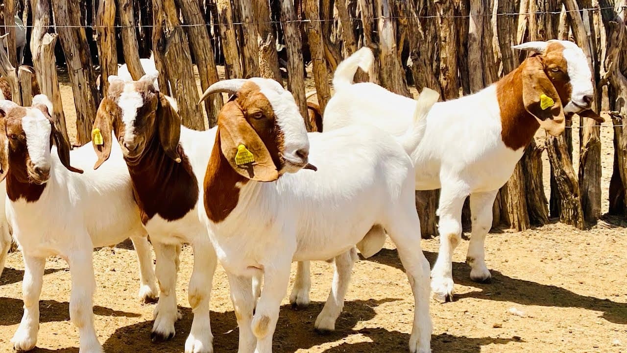 Meet the Boer Goat: A top performer in meat, milk, and adaptability