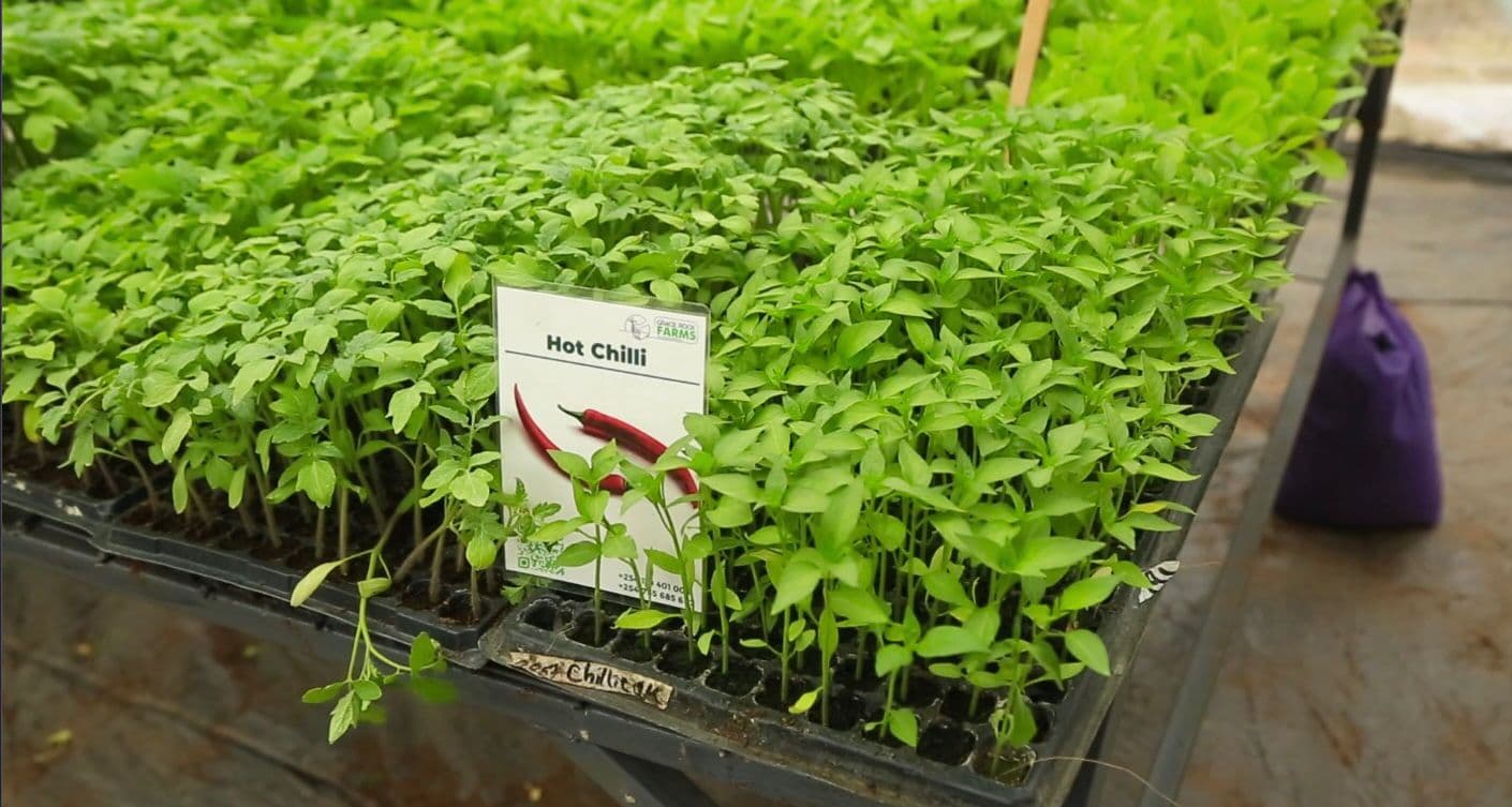 Farmbiz TV: Farmer ups seedling success 5x by abandoning soil
