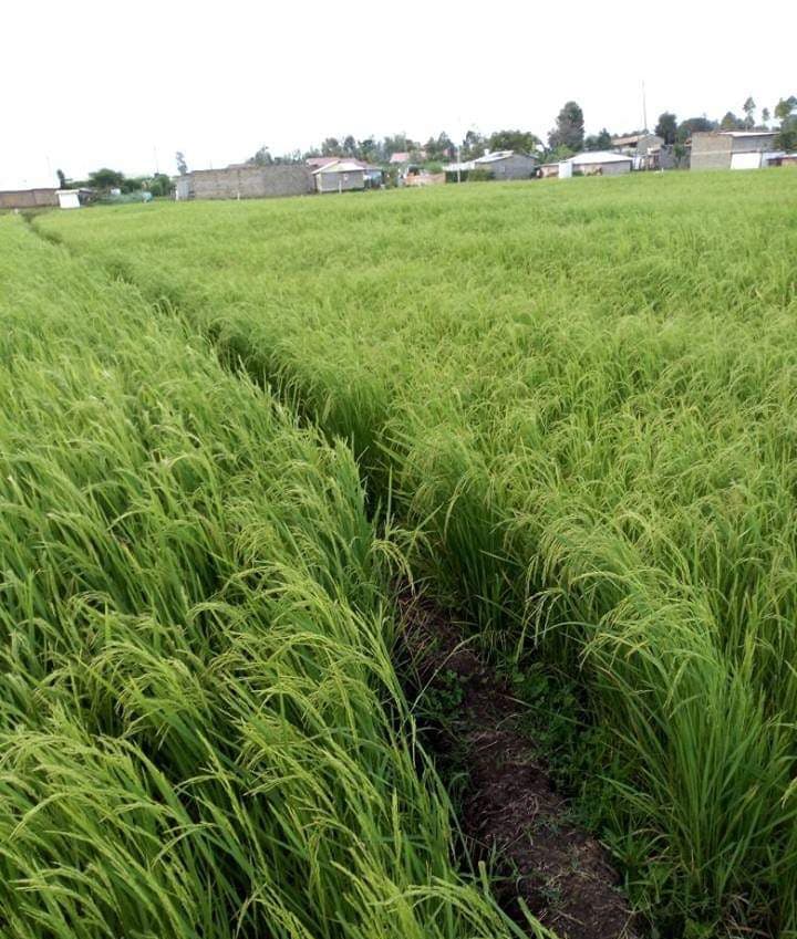 Mwea rice farmer’s journey from casual labourer to millionaire