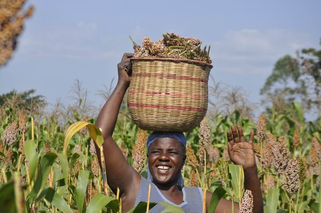 Beer maker launches new high yielding sorghum variety that can withstand harsh weather