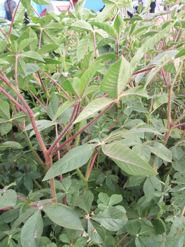 Plug in: where to get indigenous vegetable seeds and seedlings locally