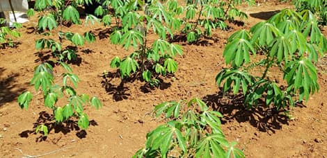 KEPHIS launches drought resistant and fast maturing crops in Siaya
