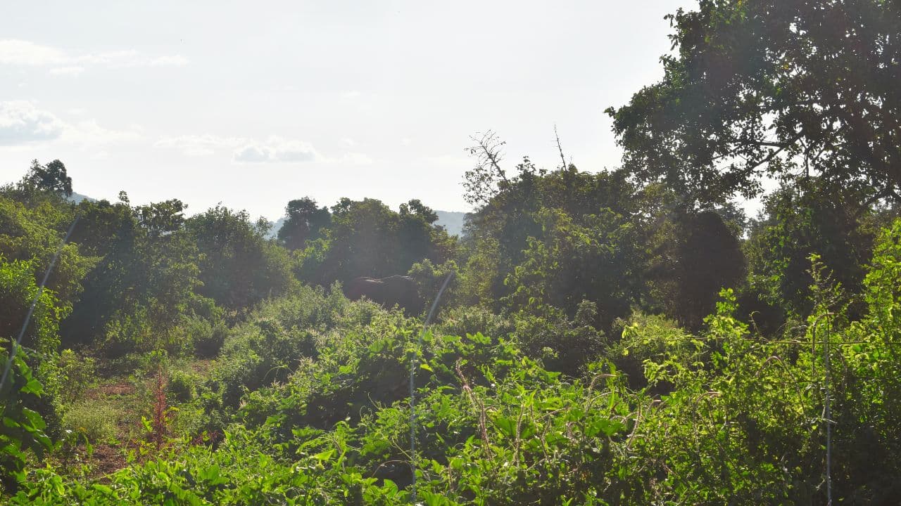 KFS Invites Public Views on Proposed Airstrip at Upper Imenti Forest