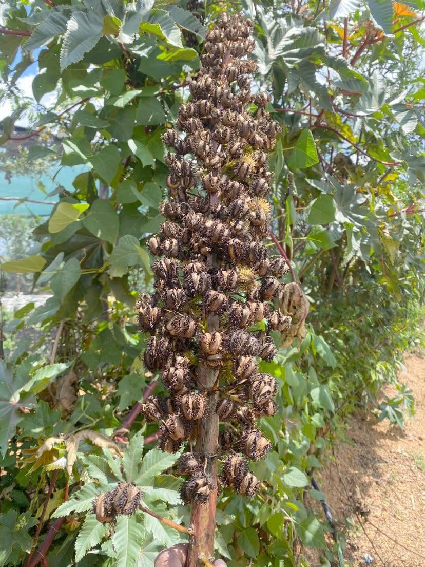 Laikipia farmer switches to local castor as hybrids fail