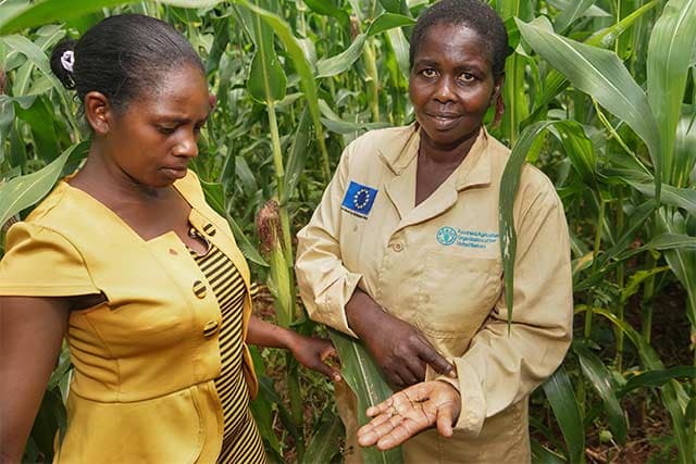 FAO helps Kenyan farmers rescue harvest from Fall Armyworm