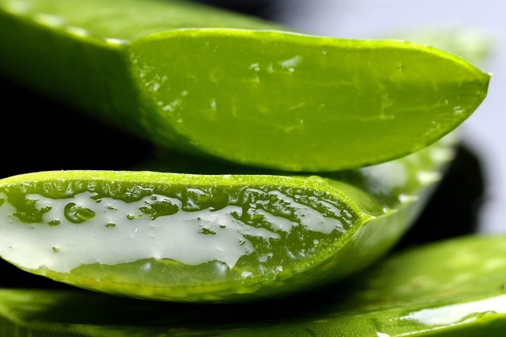 Aloe vera: a glass a day keeps the diabetes away