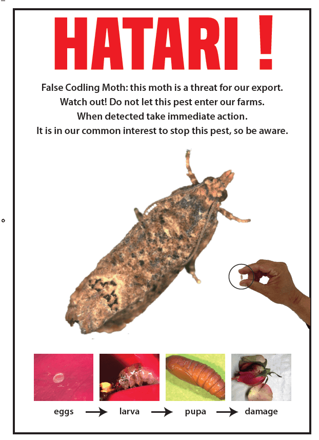 EU increases checks on Kenya, Ethiopia roses to 25% on false codling moth fears