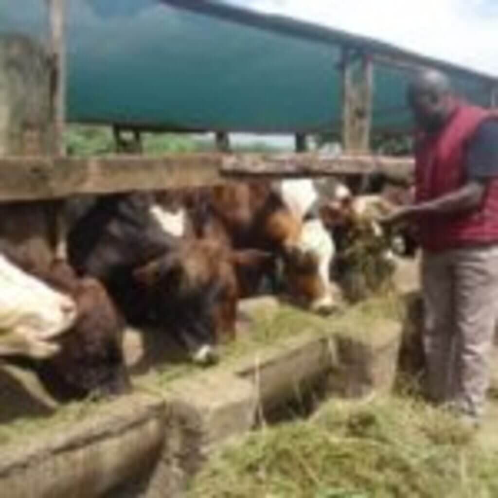 Scientist training farmers to produce own animal feeds to cut production costs