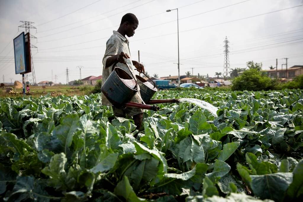 20,000 urban farmers to access new markets under safe food program