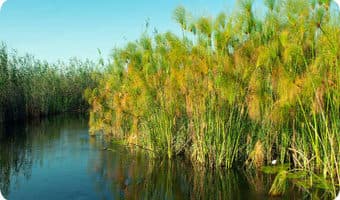 Plastic floating papyrus islands to clean L Naivasha