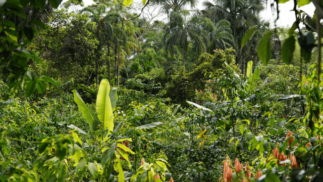 You Don’t Need To Cut Trees Down To Start A Farm, Here’s Why