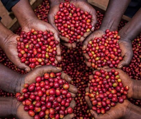 Kenyan coffee farmers could gain more income from the US