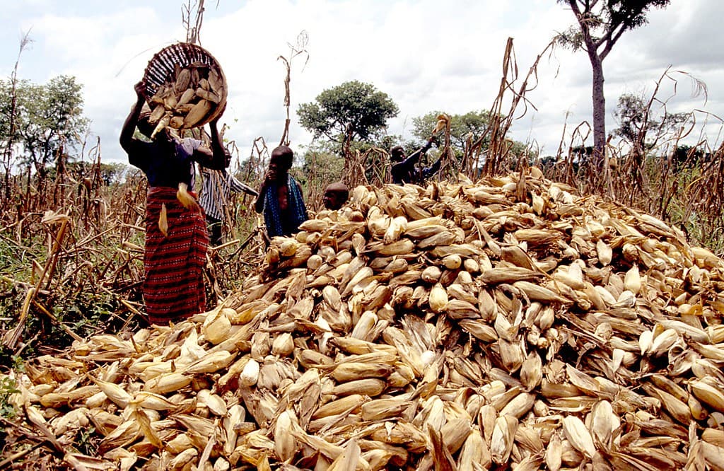 State to buy 1M bags of maize to avert farmer losses