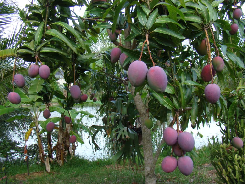 EU Project creates export market for mango farmers in 12 counties