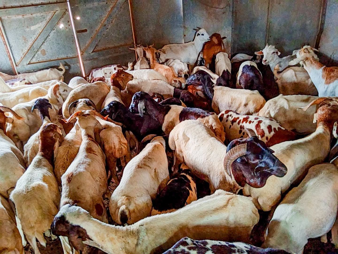 Police Recover 445 Sheep and Goats After Banditry Attack in Turkana