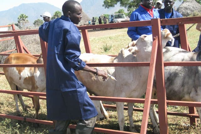 Isiolo meat traders and livestock keepers affected due to Rift Valley fever outbreak