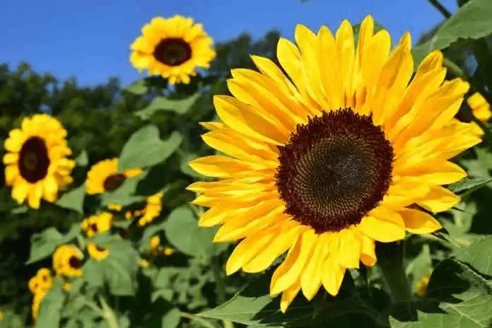 Tanzania loses sunflower industry boost for 2024 on stalled seed subsidy scheme