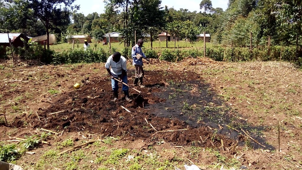 Research shows domestically produced biochar quadruples maize yield