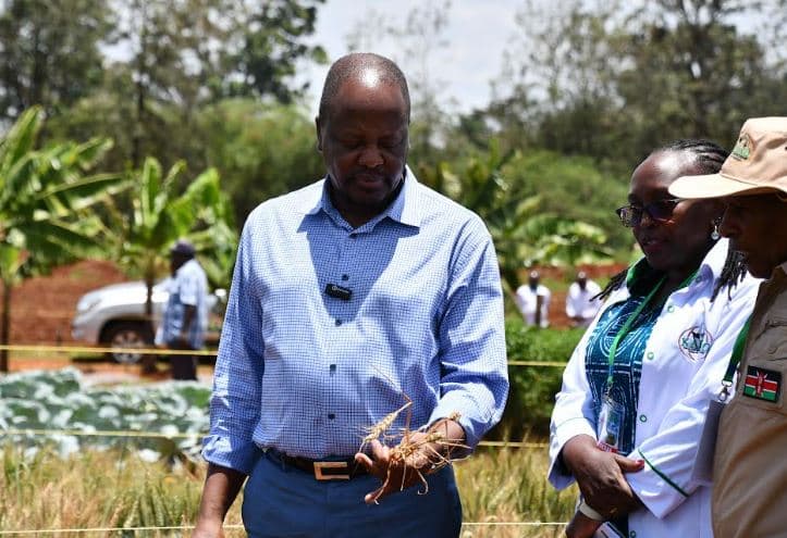 Selling fake seeds to farmers should be treasonable, Kagwe says