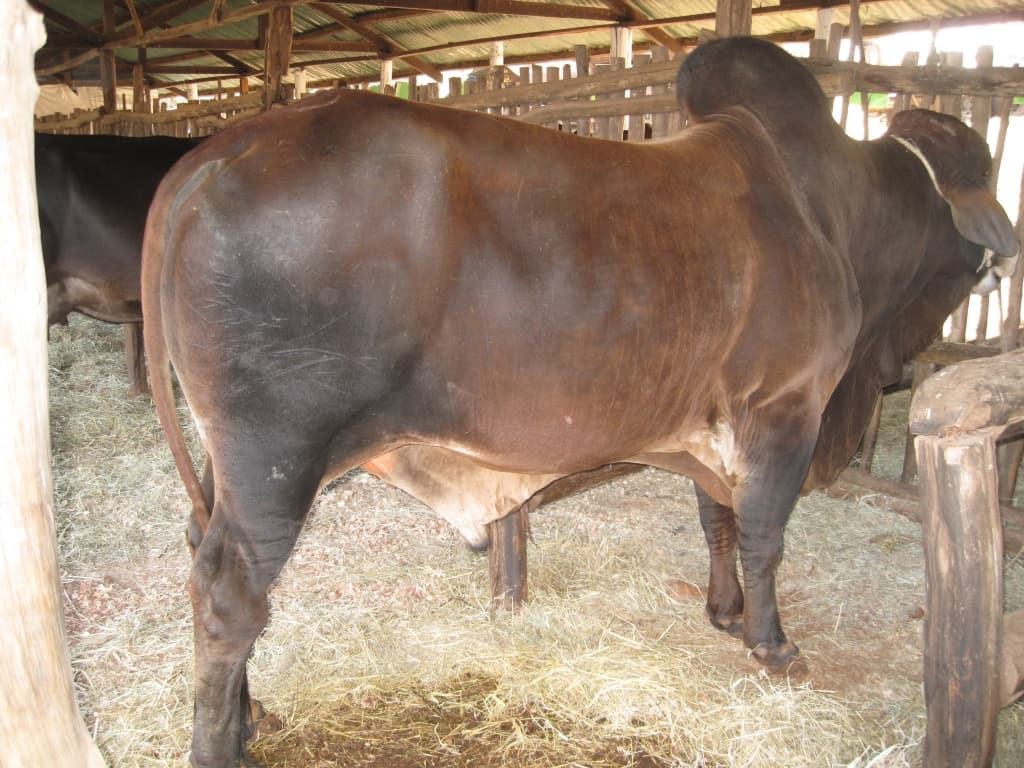 Sahiwal breed earns Meru farmer more profit
