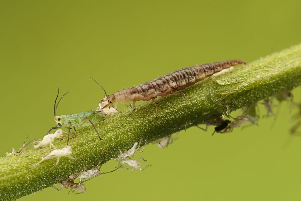 Aphid lion clears 98% of aphids without pesticides