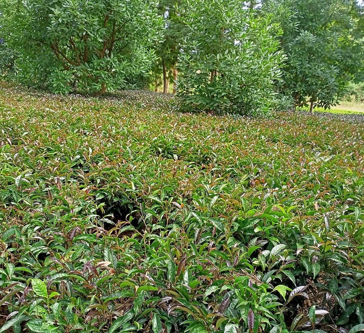 Kirinyaga coop builds its own 10 tonnes-a-week purple tea brand