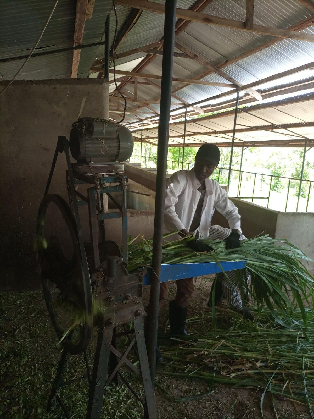 Migori farmer triples milk income making own maize-stalk silage