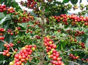 Coffee auction earnings rise to Sh879.6 million as sales volume increases.