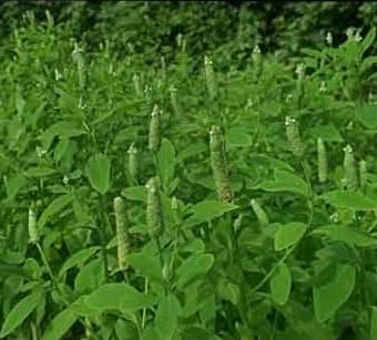 Farmer saves poultry business with Gooseweed feed