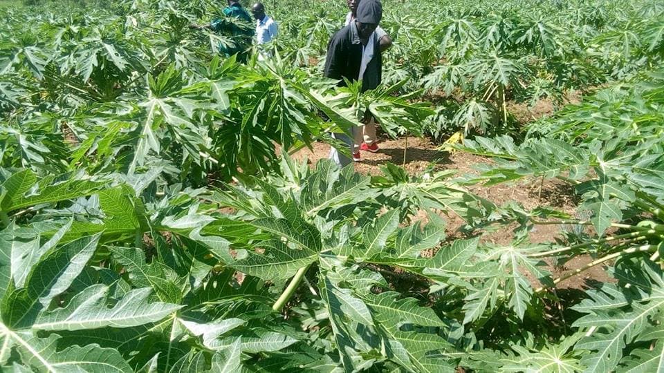 Embu farmers turn dry land into pawpaw production venture, earn Sh300,000 a season