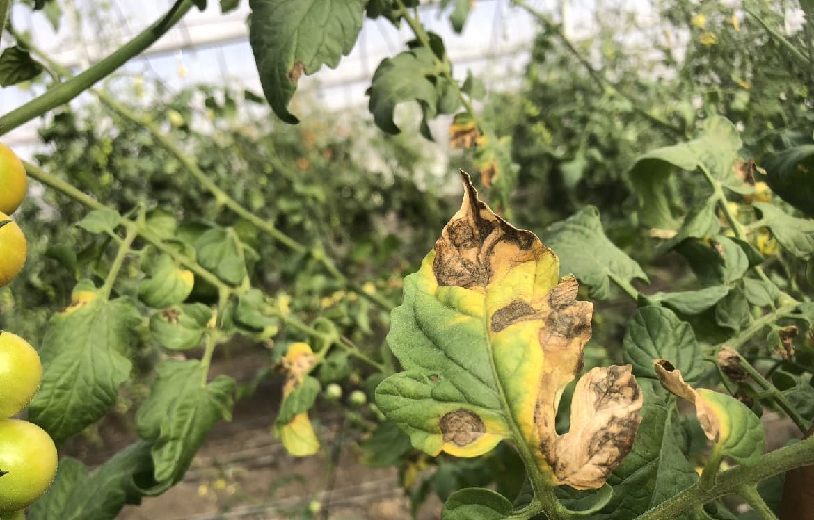 Farmers Friend: organic remedies for early blight