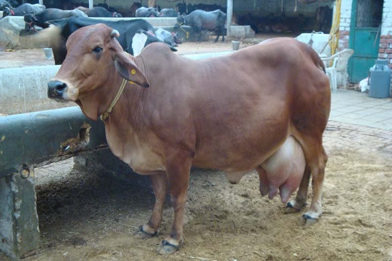Appropriate Cattle Breeds for Dairying in Marginal areas