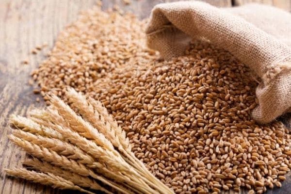 Farmers eye better returns as government raises wheat prices to Sh5,100 per bag