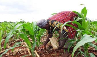 Farmers move to organic fertilizer as soil acidity takes toll on yields