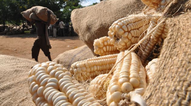 Stimulating a reliable market for maize through public-private partnerships can benefit smallholder farmers