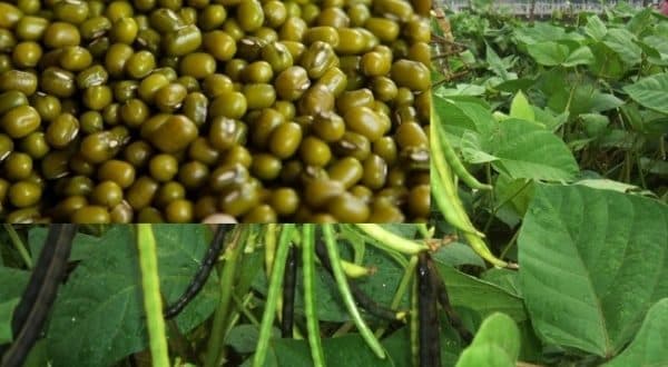 Green grams prices drop in Kitui due to over supply