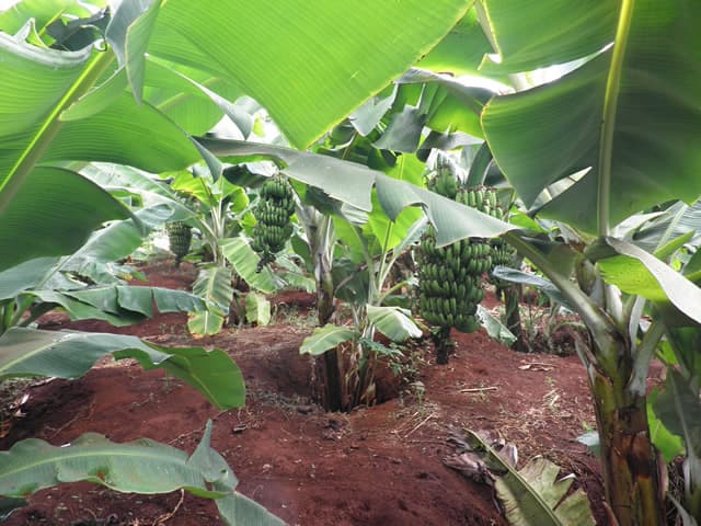 The rise and rise of banana farming in Kenya