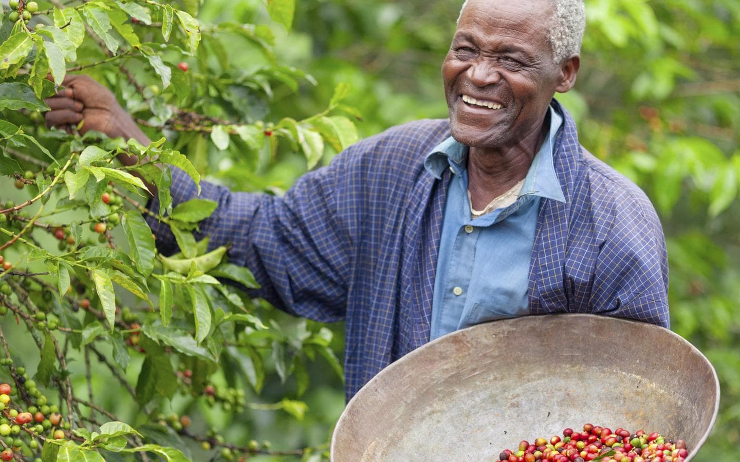 Coffee prices up by 18 per cent at the Nairobi auction