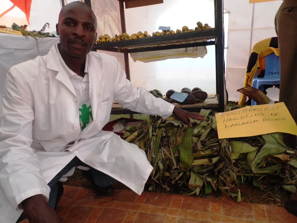Wrapping banana bunch with leaves cut post-harvest losses by 30 per cent