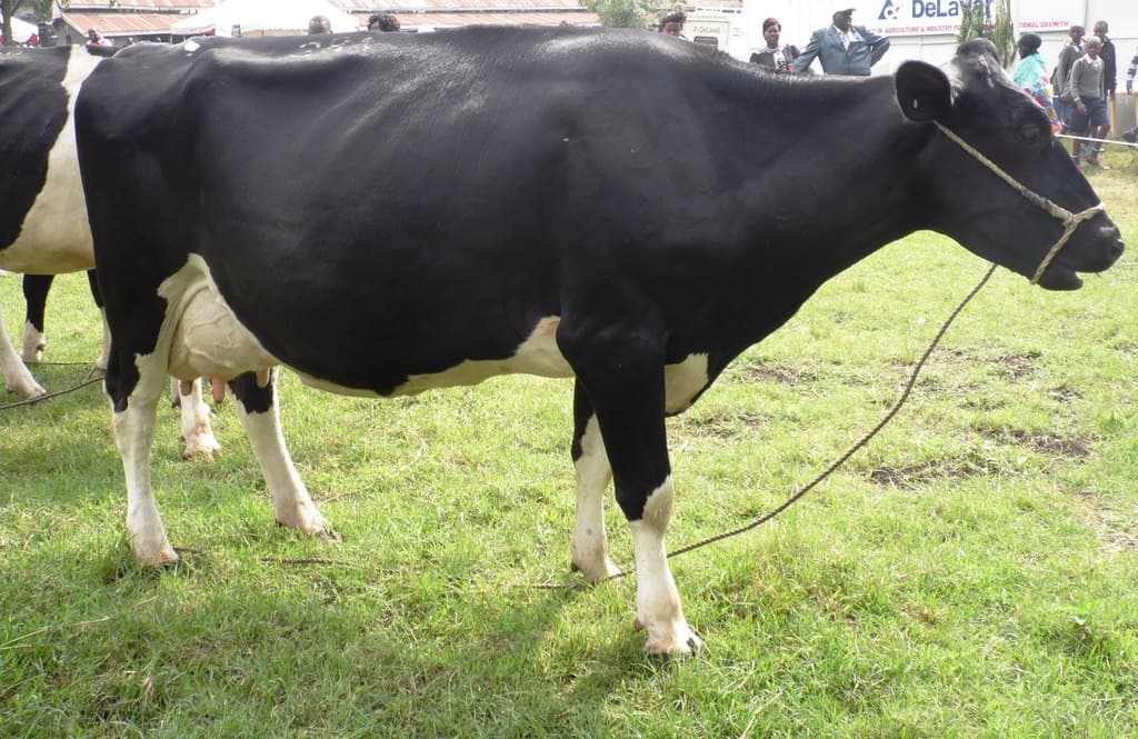 Four diets to boost milk production during the dry season