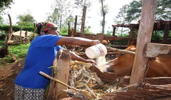 Farmers invest in homemade livestock feeds as prices skyrocket