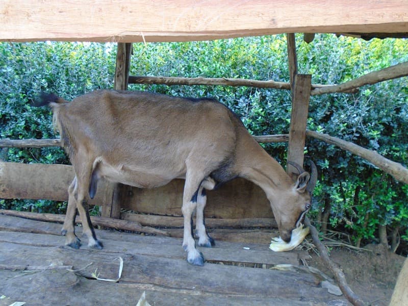 Kakamega farmer earns over Sh90,000 a year from goat milk